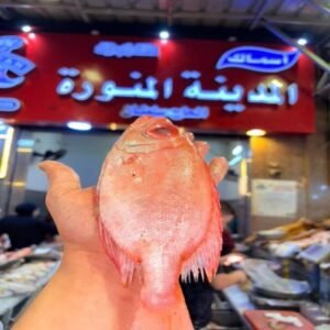 مرجان ابو شرارة